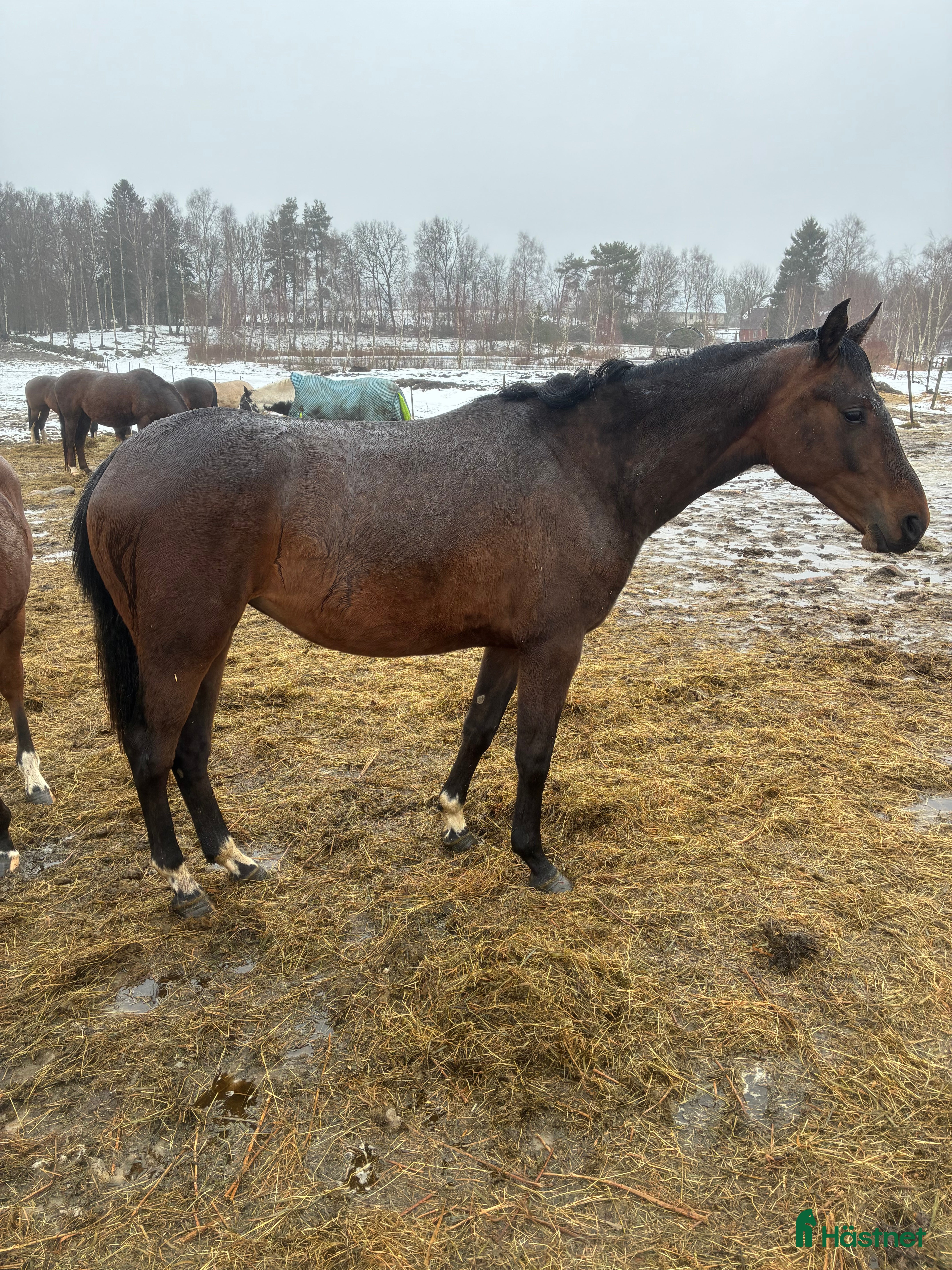  hästar Trevlig unghäst i Perstorp - Annons 6