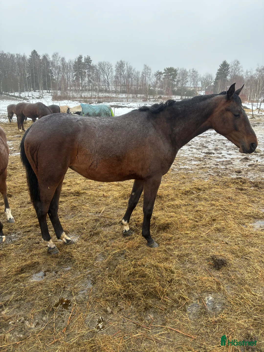 Dressyr hästar till salu: Trevlig unghäst i Perstorp - Annons 1