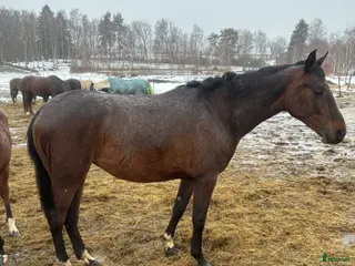 hästar Trevlig unghäst i Perstorp - Annons 6