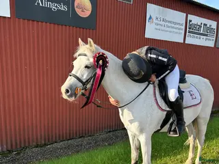 hästar Maxad B ponny redo för en ny liten pilot - Annons 3