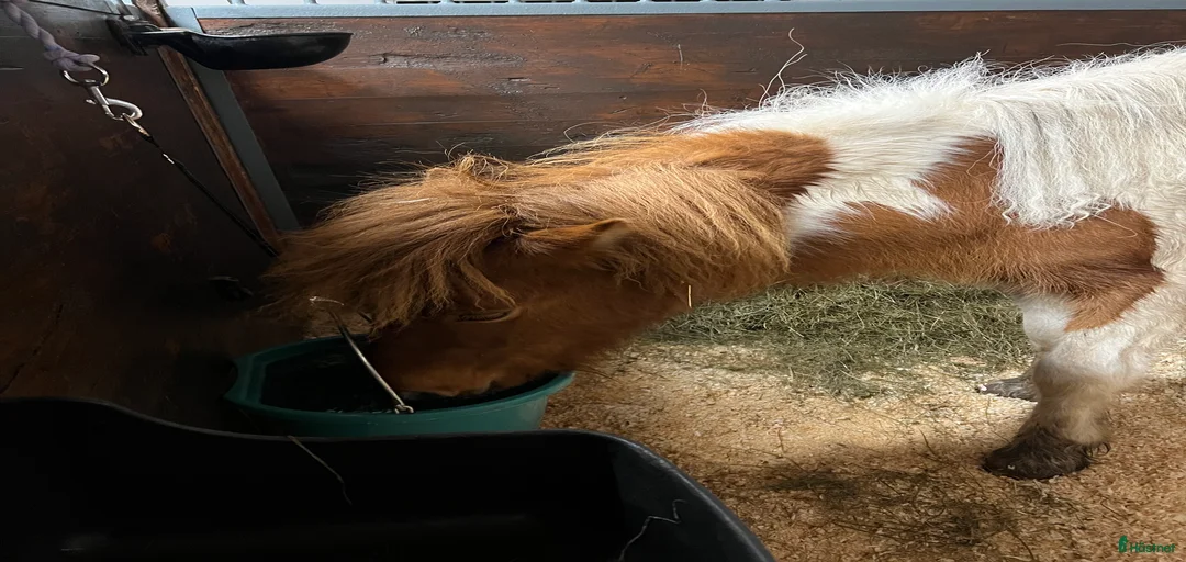 Galleribild {{count}}