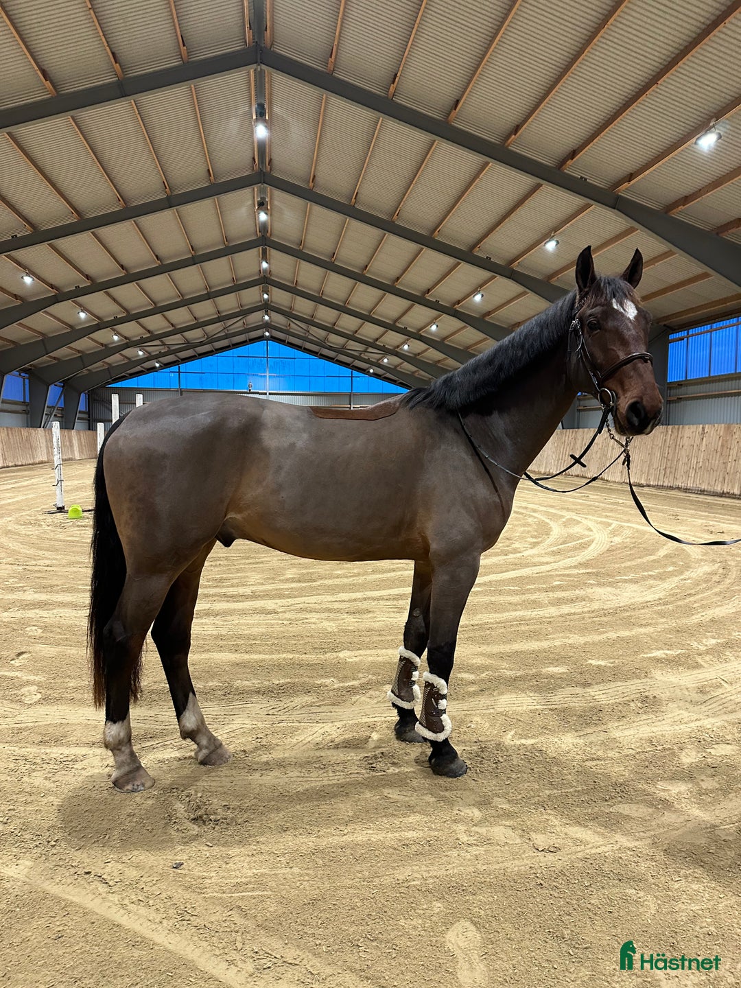 Allround hästar till salu: Trevlig valack e.Copycat ue.Heartbeat i Billeberga - Annons 2