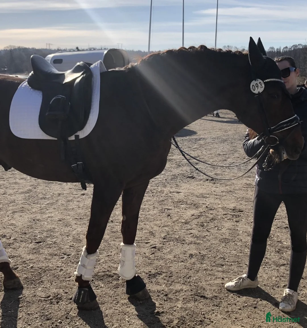 Sadlar hästutrustning till salu: Schleese Rike dressyrsadel - Annons 1