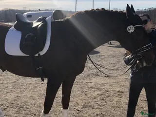 Sadlar hästutrustning Schleese Rike dressyrsadel - Annons 6