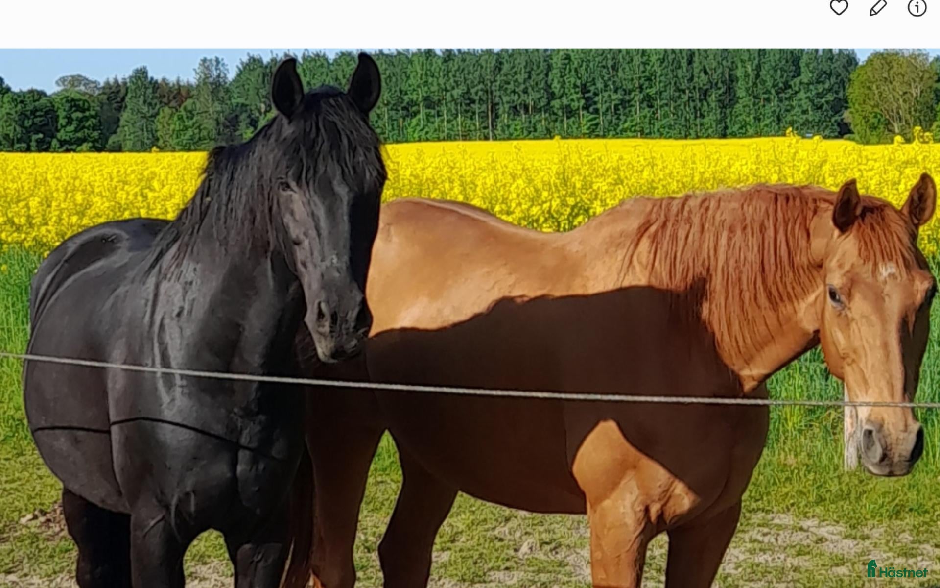  hästar 2 st säljes tillsammans - Annons 4