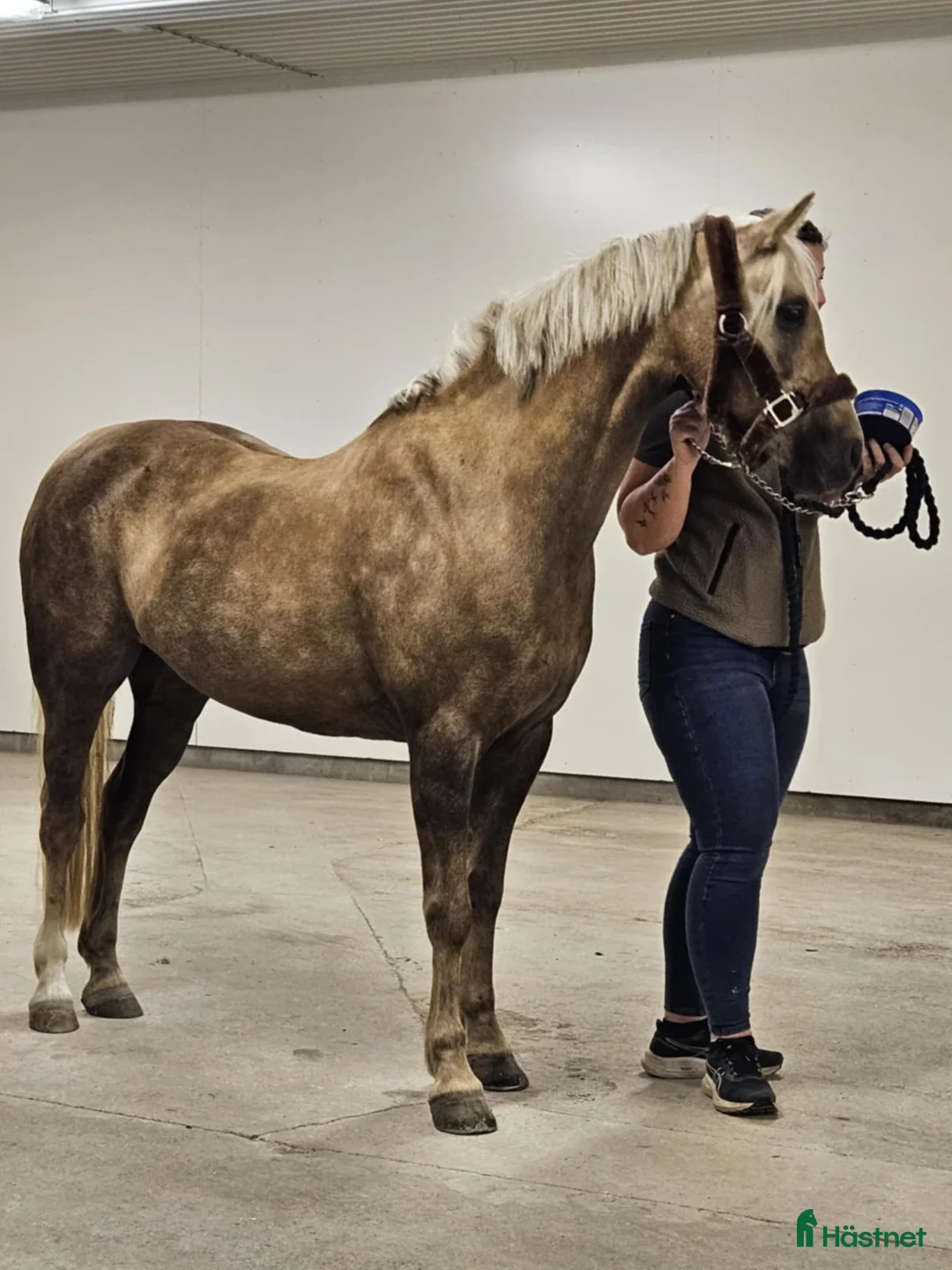 Allround hästar till salu: 🌟 Lyxig B-ponny f-12 🌟 - Annons 4