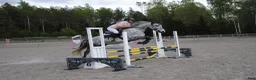 Allround hästar till salu: Sportponny - Annons 3