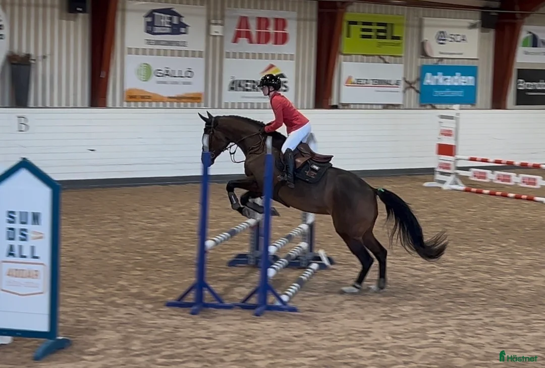 Allround hästar till salu: Socialt och trevligt sto med framtiden för sig - Annons 11