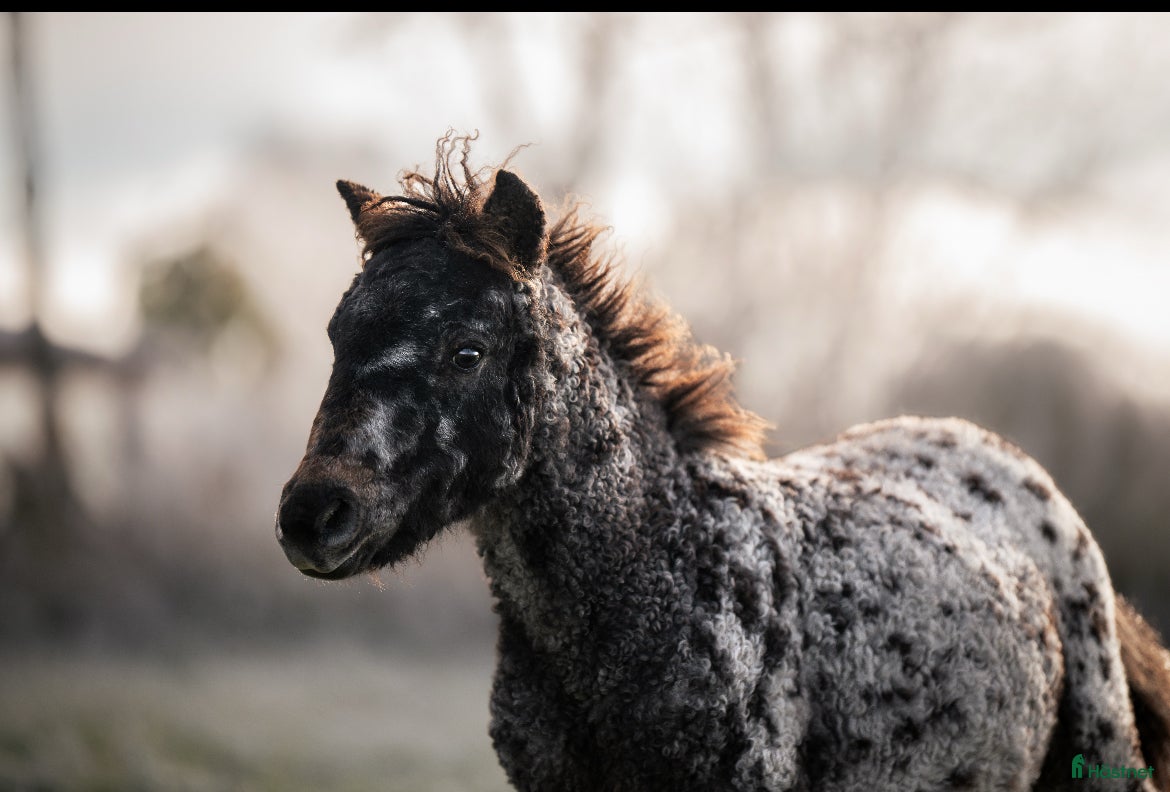  hästar American mini Curly horses - Annons 2