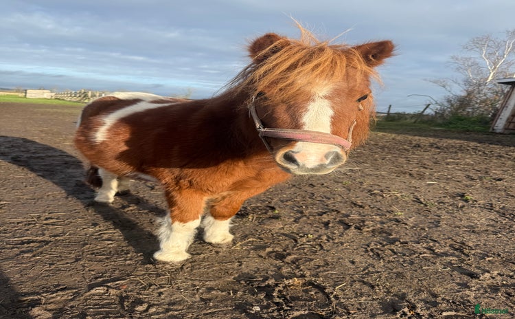  hästar i Odensbacken - Annons 10