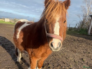 hästar i Odensbacken - Annons 10