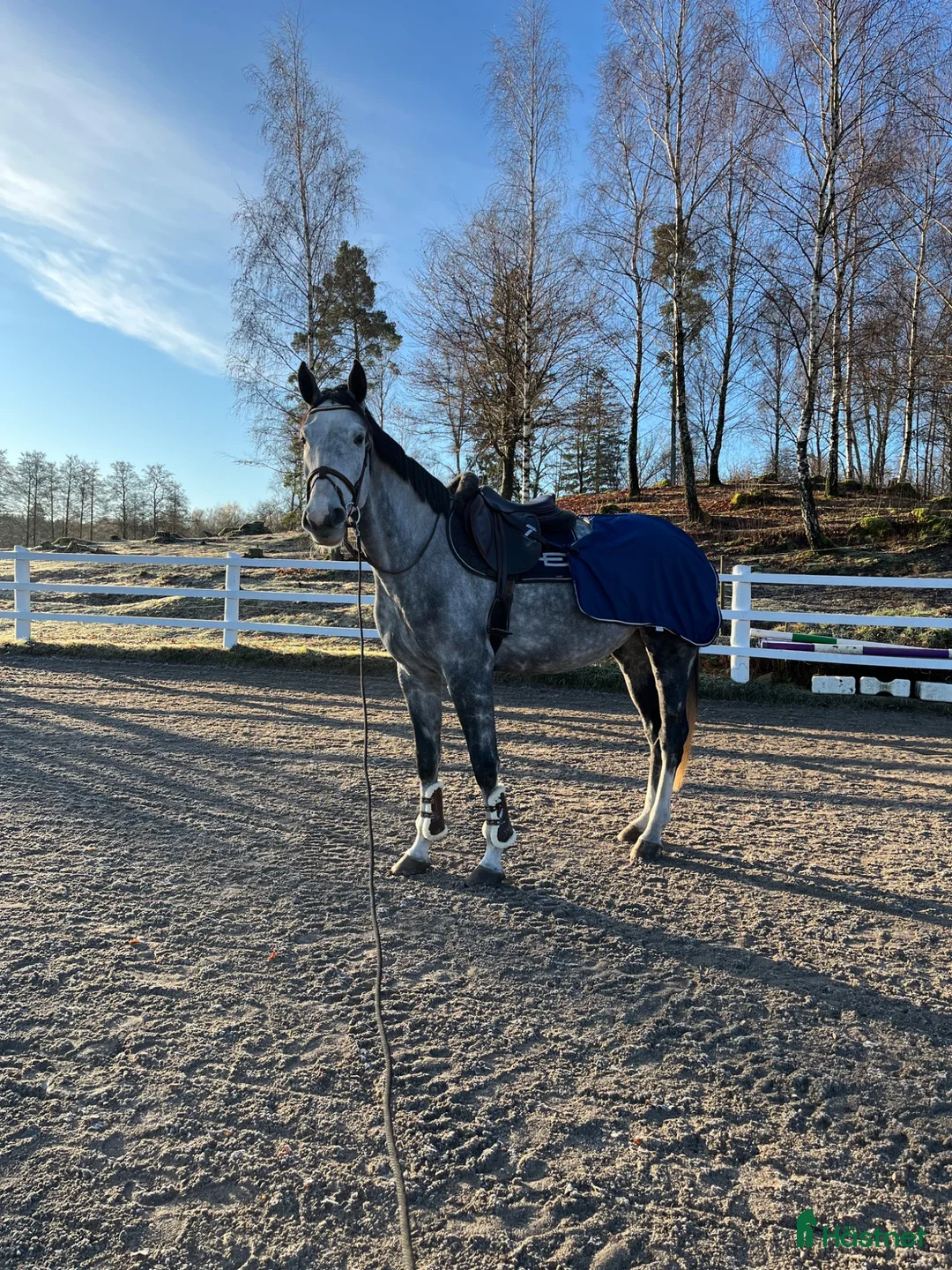  medryttarhäst finnes: Snäll häst söker medryttare - Annons 2
