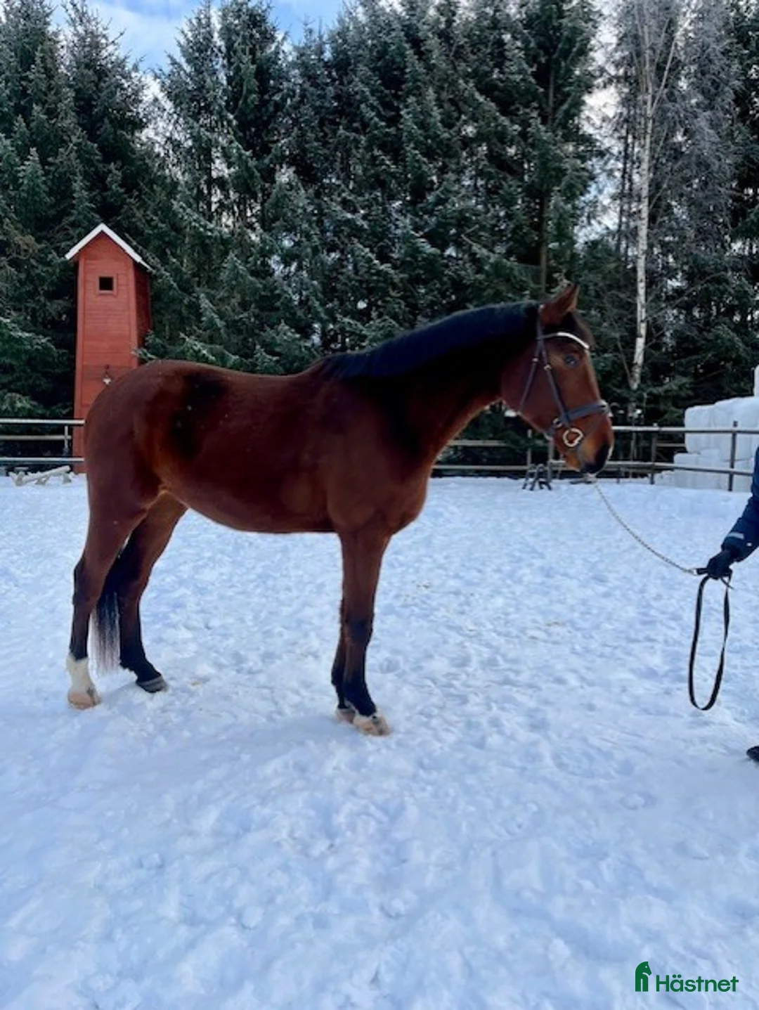 Dressyr hästar till salu: Världens snällaste Obbe - Potentiellt superfynd  i Valbo - Annons 3
