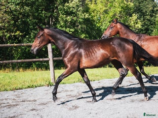 Dressyr hästar till salu i Svenshögen - Annons 1