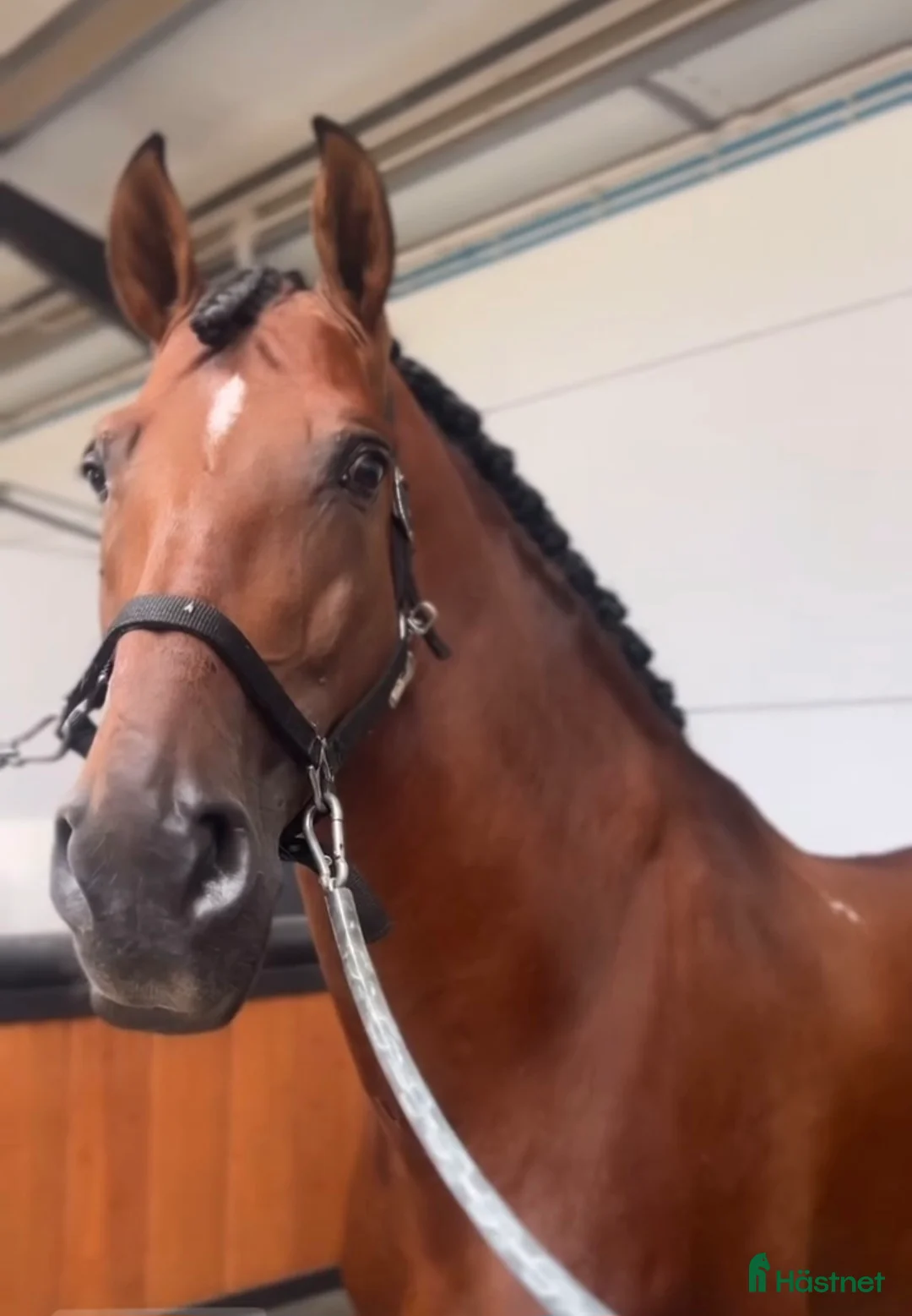 Dressyr hästar till salu: 9 årig CDE - Annons 6