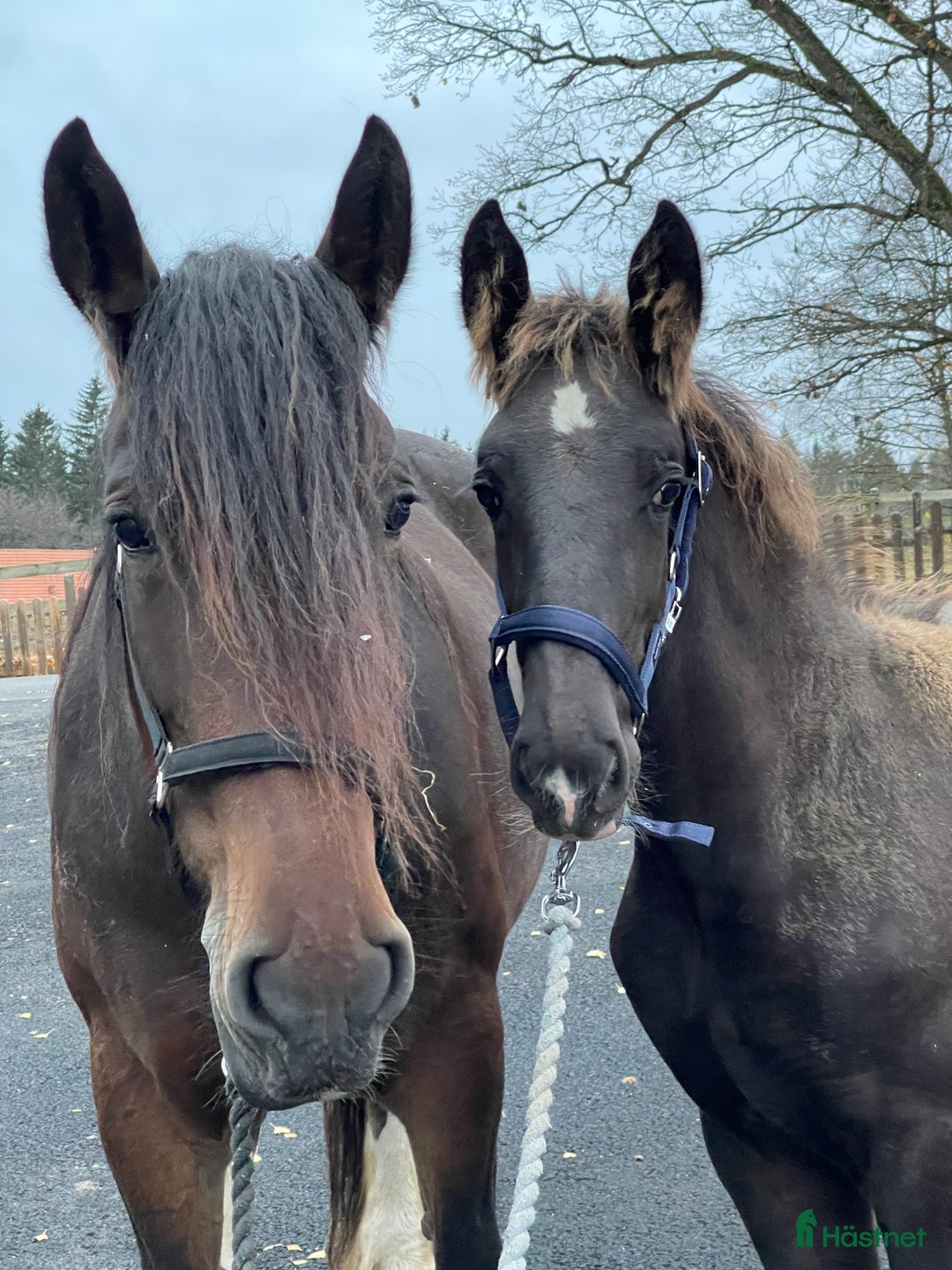 Avelshästar hästar till salu: Fin shire hingst  i Lekeryd - Annons 11