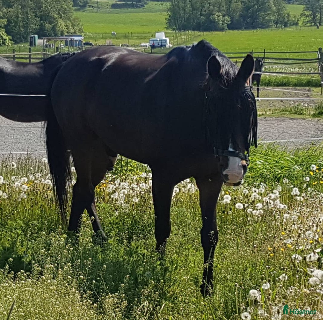 Allround hästar till salu: Söker livslångt hem till valack 💖 i Stockholm - Annons 2