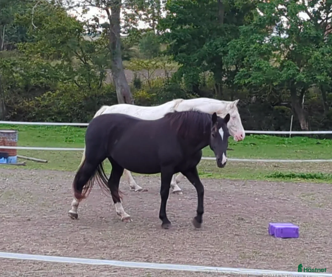 Övrigt hästar sökes: Intresse för byte? - Annons 1