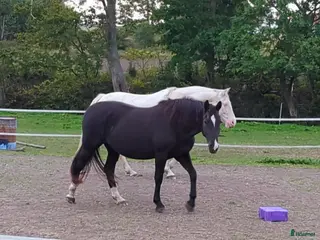 hästar Intresse för byte? - Annons 2