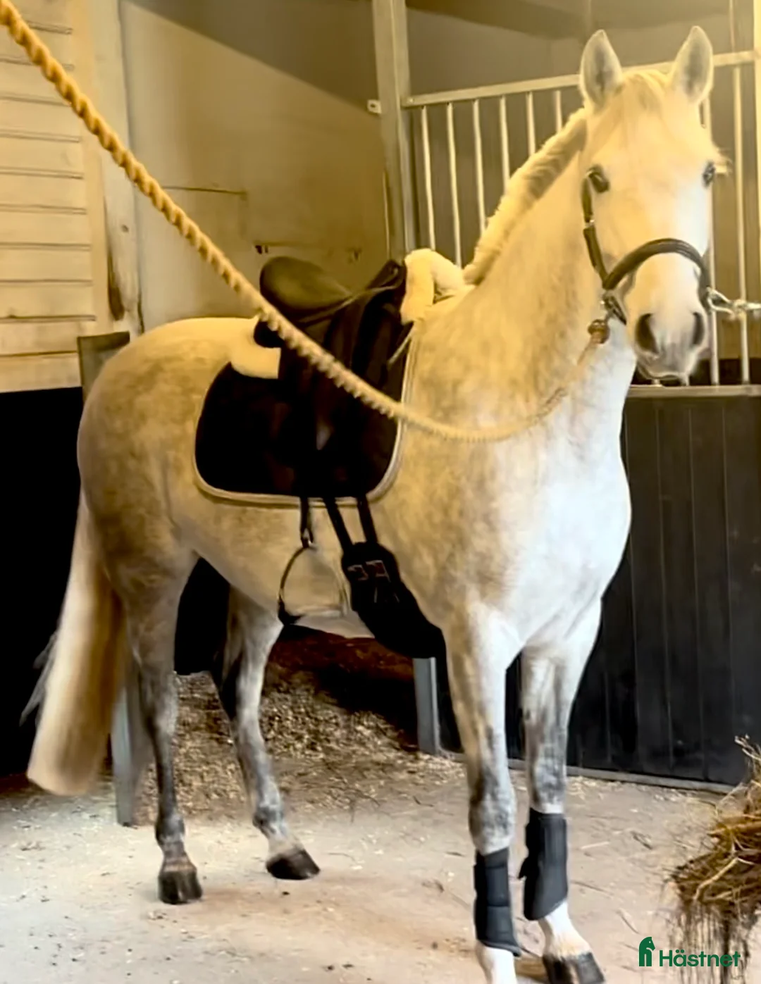  medryttarhäst finnes: Söker 1-2 rutinerade medryttare till mina hästar  i Grillby - Annons 4