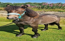 Hoppning hästar till salu: Connemara  1 åring!!! i Långås - Bild 2