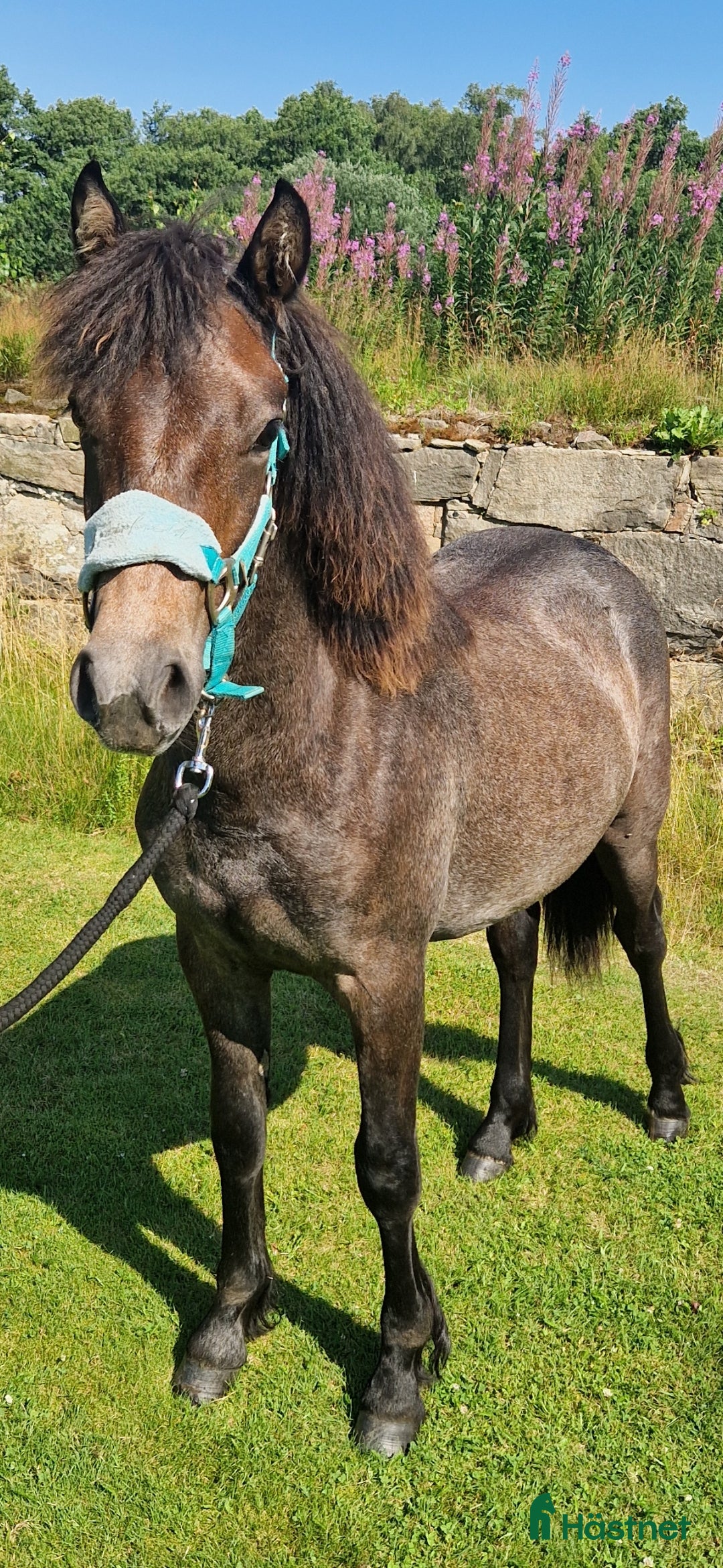 Hoppning hästar till salu: Connemara  1 åring!!! i Långås - Bild 2