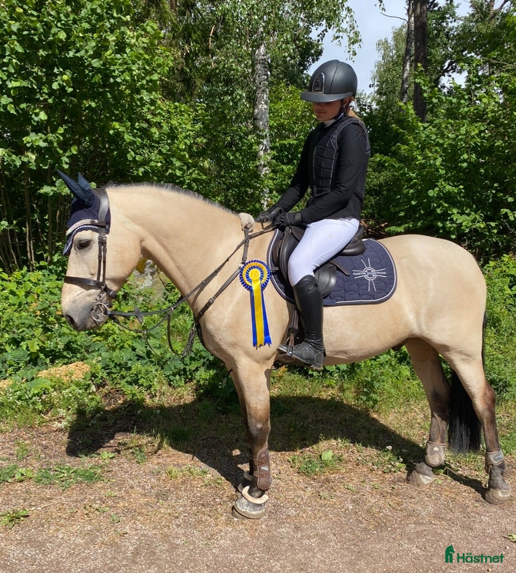  hästar Rutinerad maxad D-ponny 🌟Vetcheckad 26/6🌟 - Annons 2