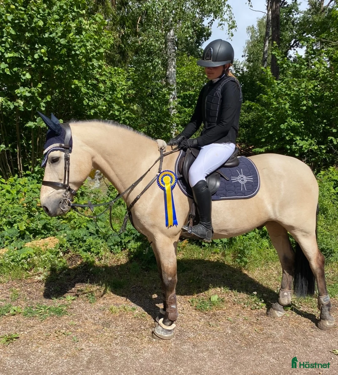 Allround hästar till salu: Rutinerad maxad D-ponny 🌟Vetcheckad 26/6🌟 - Annons 1