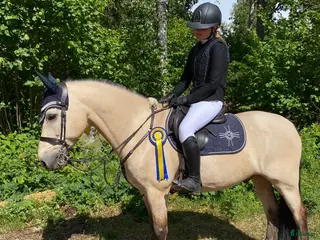 hästar Rutinerad maxad D-ponny 🌟Vetcheckad 26/6🌟 - Annons 4