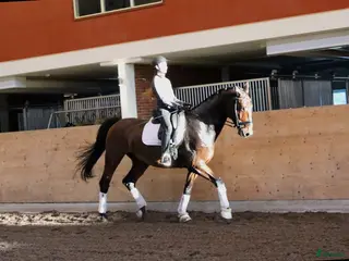 hästar Projekt i Stora Sundby - Annons 14