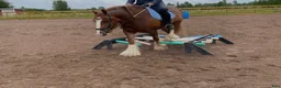 Working Equitation hästar till salu: Trygg cob kille - Annons 4