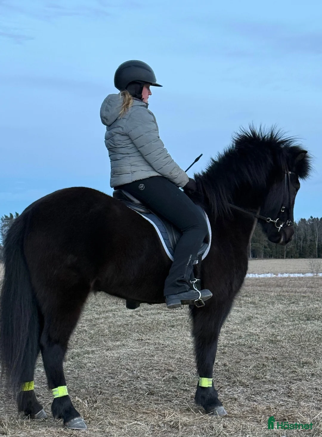 Island hästar till salu: Härligt sto med mycket tölt  - Annons 2