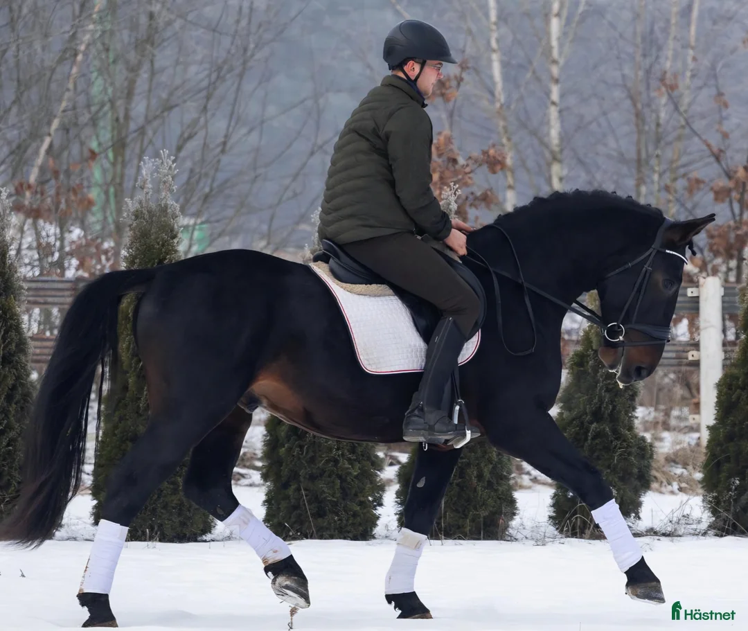 Allround hästar till salu: Exceptional Silesian - Quality & Top Potential  - Annons 4