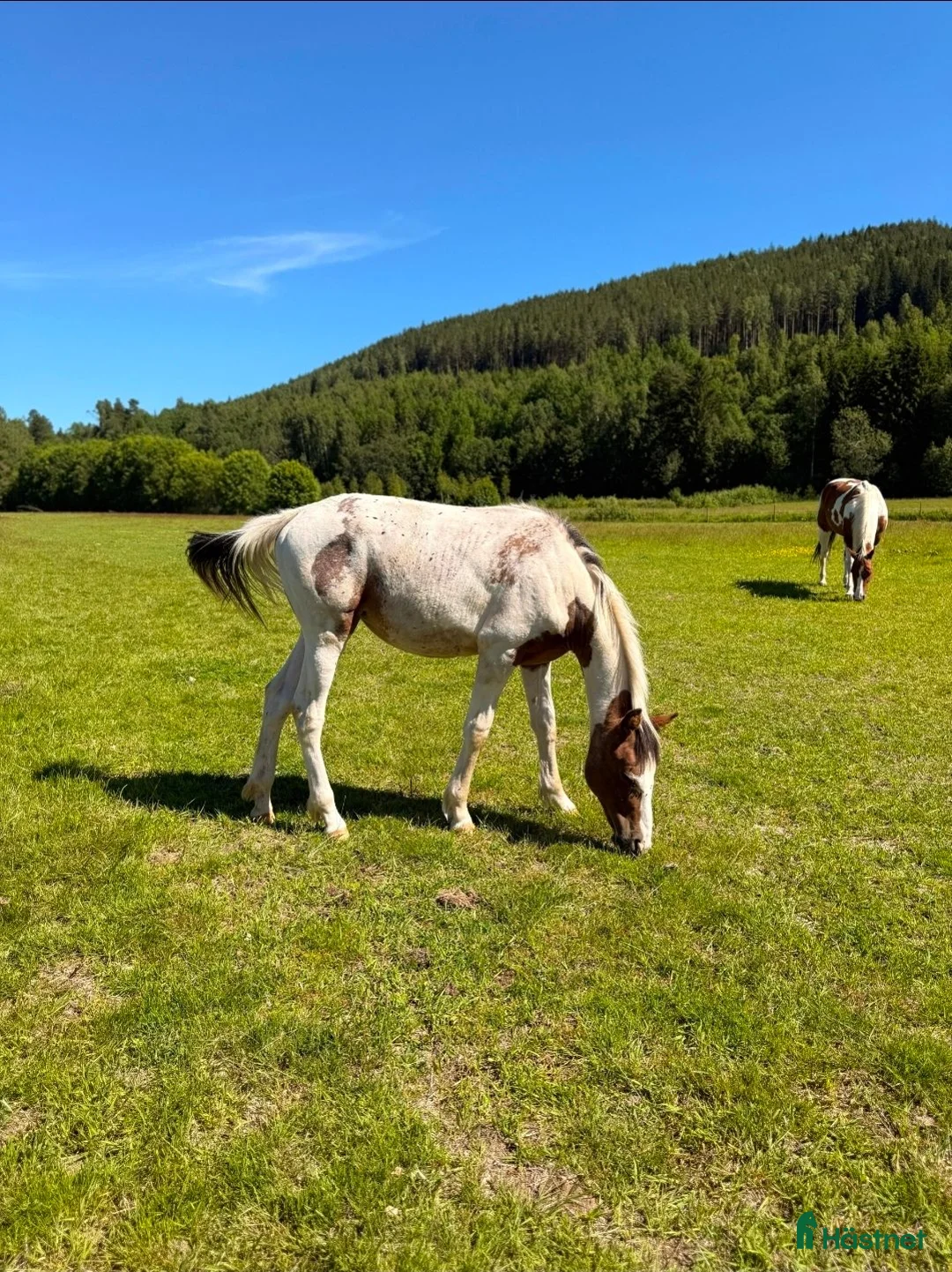 Allround hästar till salu: Vacker 1-åring - Pintaloosa sto - Annons 7