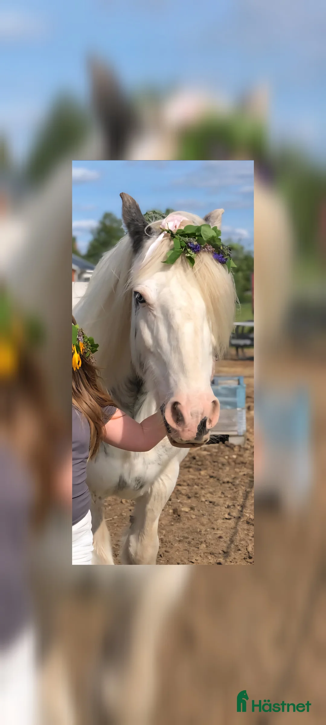 Allround hästar till salu: Världens bästa Esther  - Annons 1