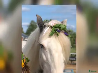 hästar Världens bästa Esther - Annons 9