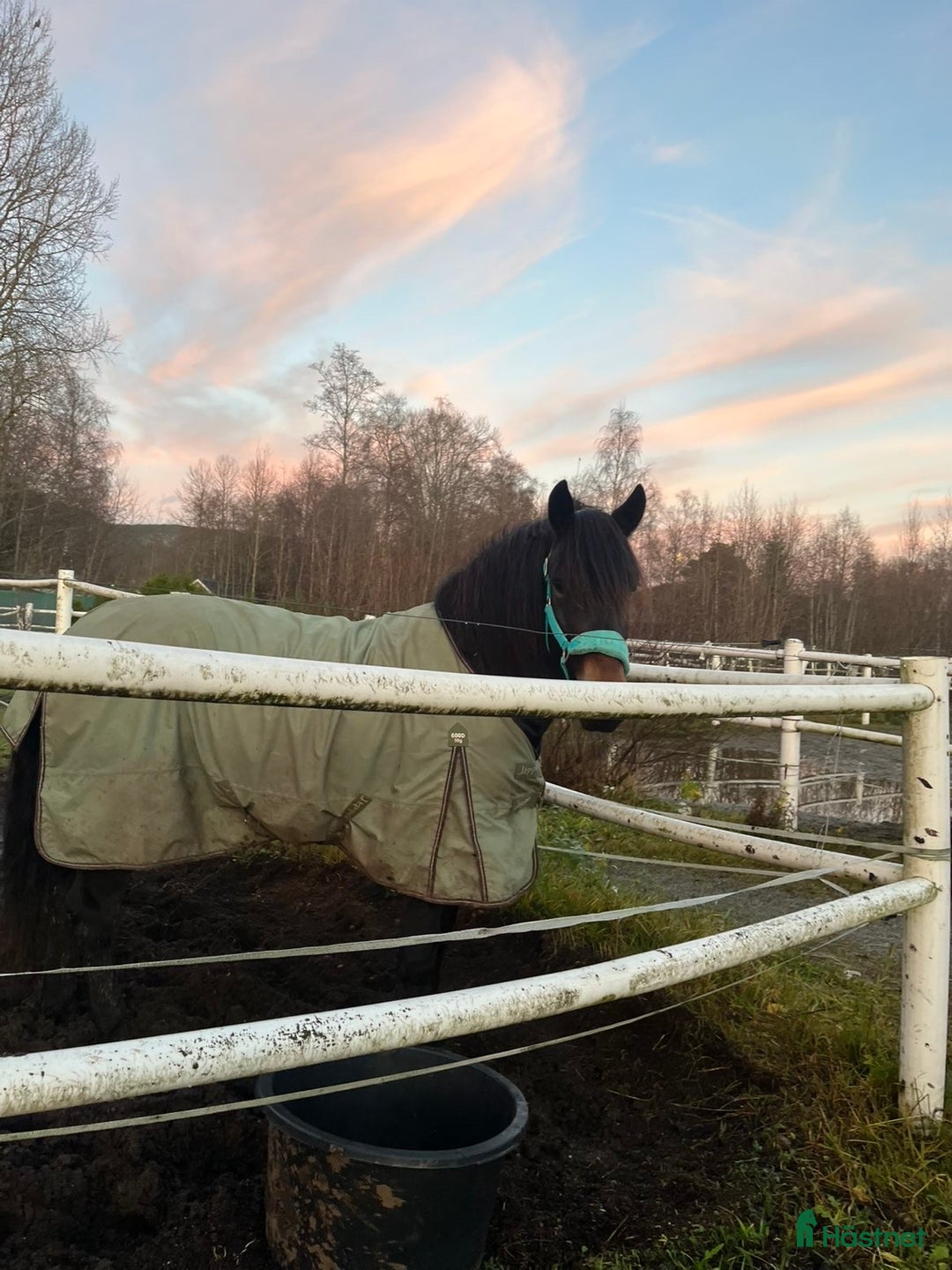 Sällskap hästar till salu: Kallblod till sällskap eller avel i Själevad - Annons 4