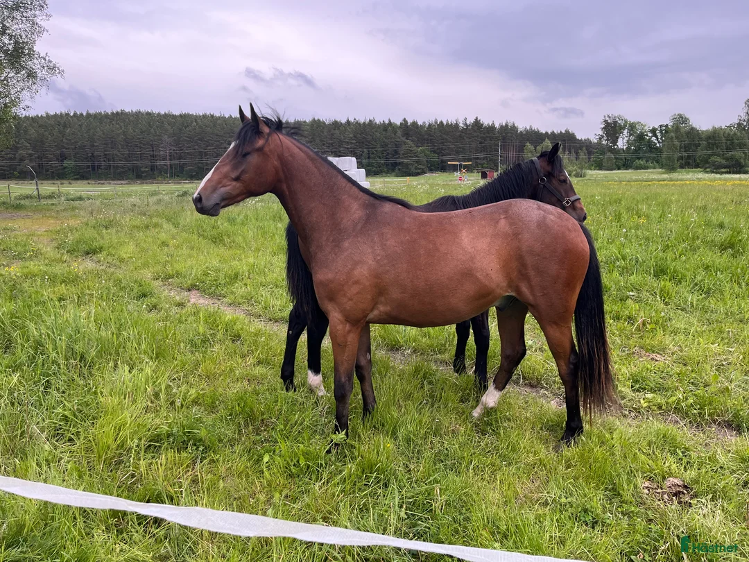 Allround hästar till salu: Fin svensk Ridponny i Sorunda - Annons 1
