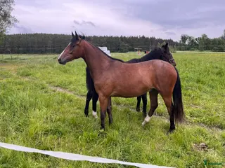 Allround hästar till salu: Fin svensk Ridponny i Sorunda - Annons 2