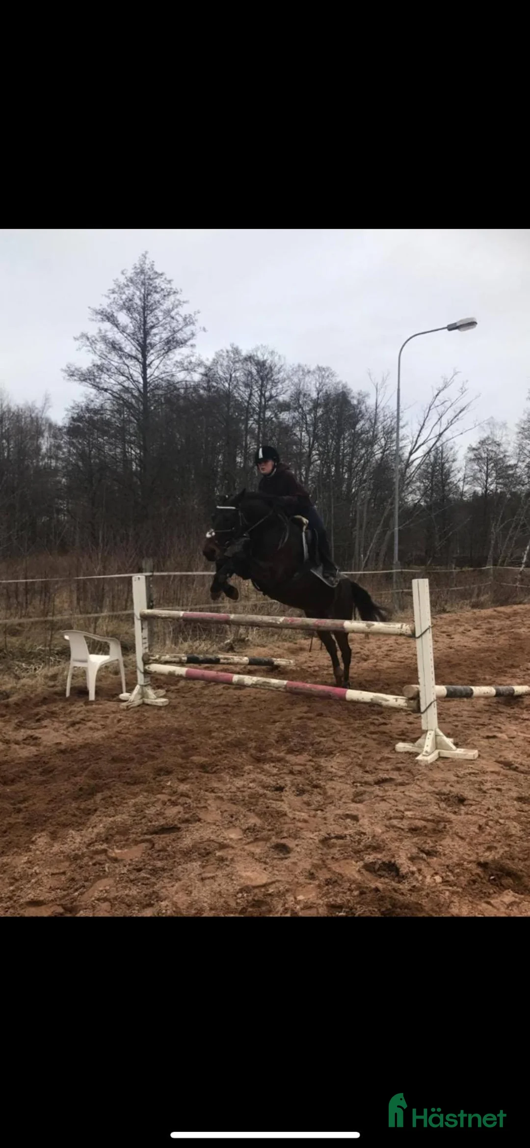 Allround hästar sökes: Foderhäst sökes för senare köp i Vimmerby - Annons 4