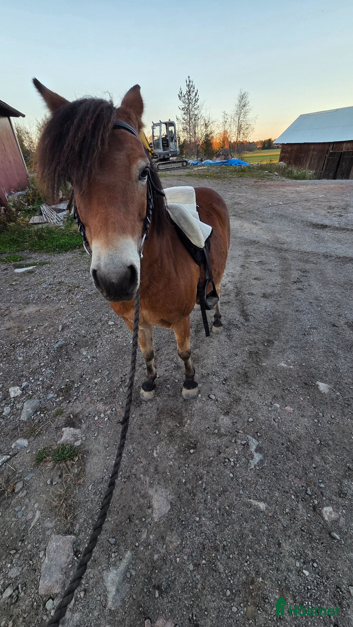  hästar barnponny utöver det vanliga - Annons 2