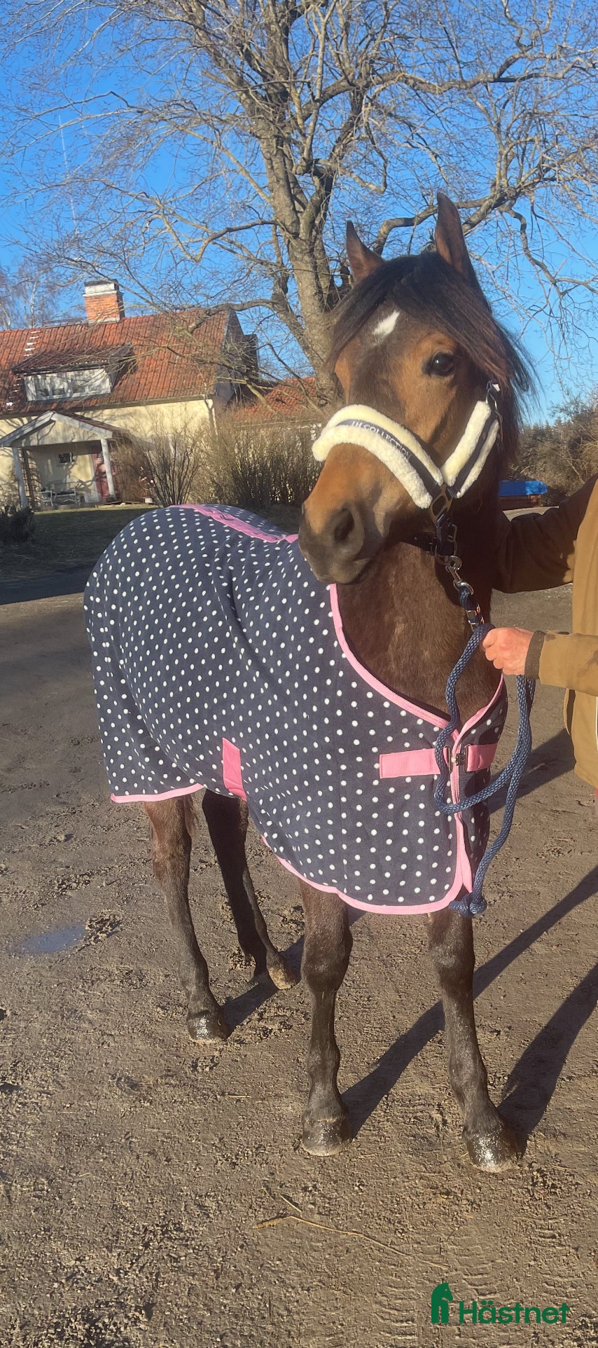 Allround hästar till salu: PRINCESS ROYAL LEGACY -fantastiskt sto m potential i Gnesta - Annons 4