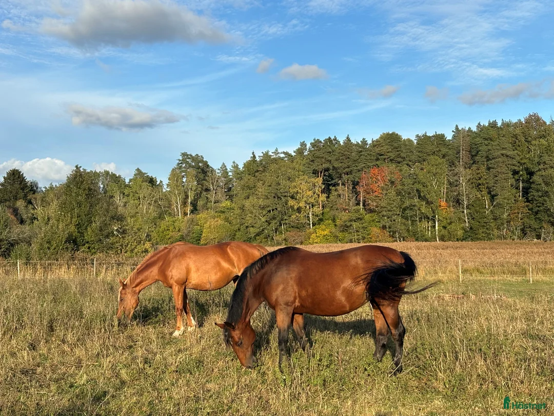  stallplats finnes: Stallplats för sto i Märsta - Annons 5