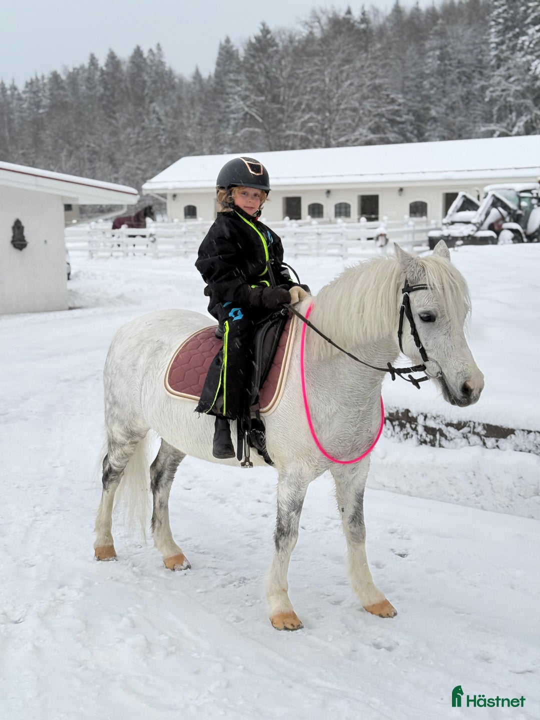 Allround hästar till salu: Drömponny i Sundsvall - Annons 2