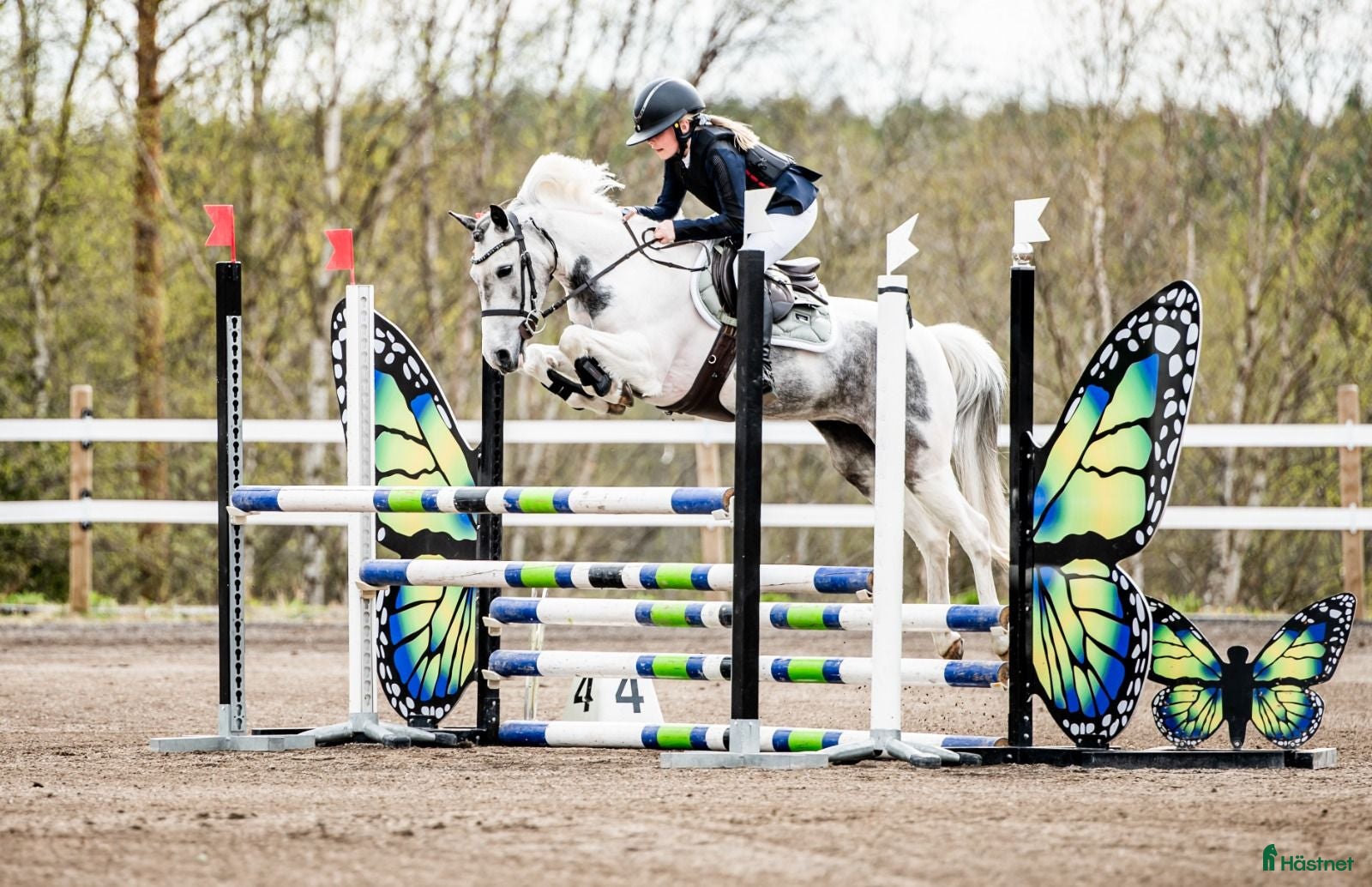  hästar Fantastisk B-ponny! - Annons 2