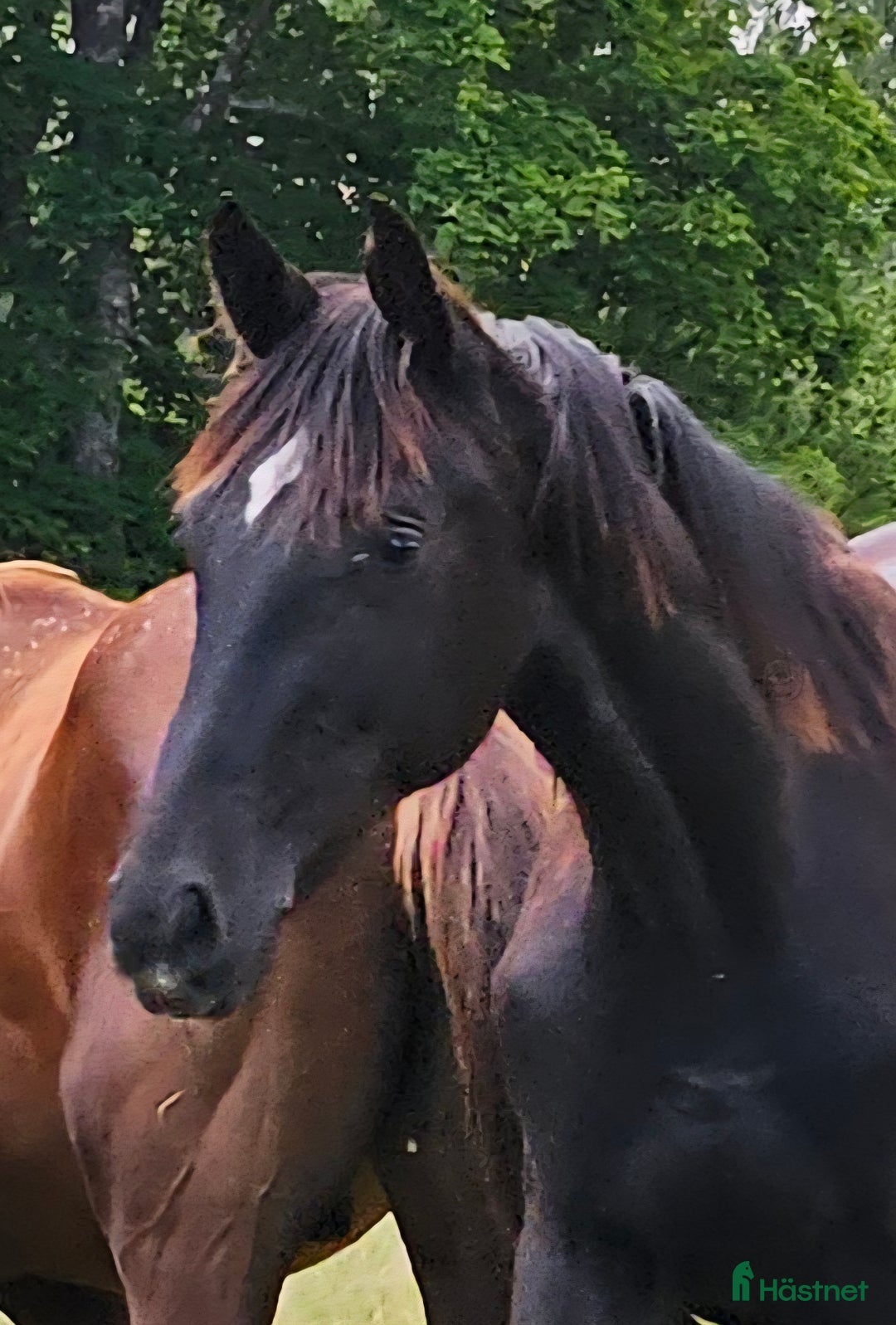 Dressyr hästar till salu: Vacker svart 1 årig hingst med härlig utstrålning  i Hallaröd - Bild 2