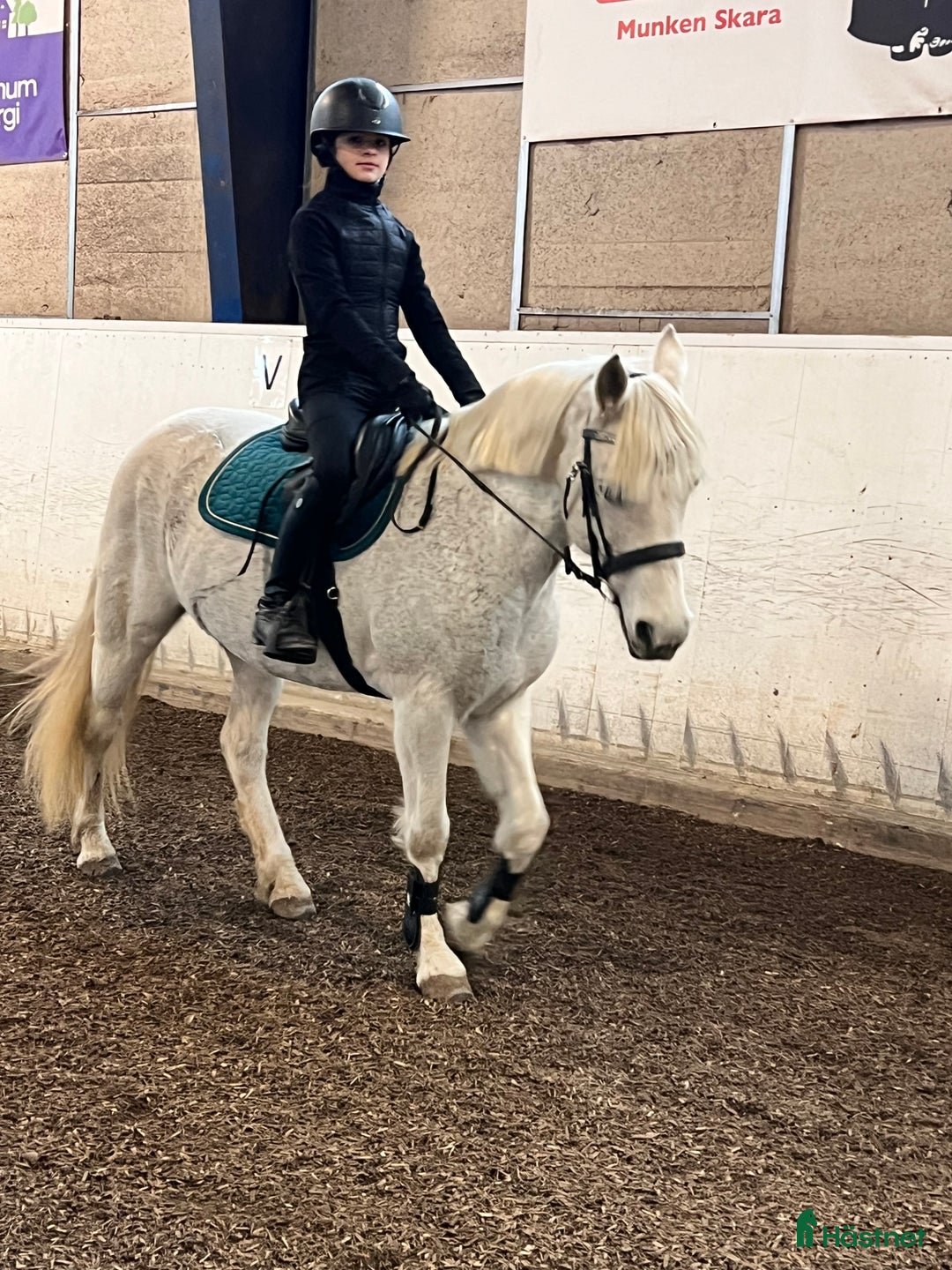 Sällskap hästar till salu: Sällskapsponny  i Götene - Annons 1