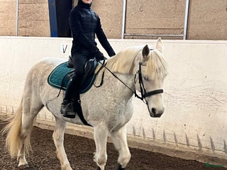 hästar Sällskapsponny i Götene - Annons 2