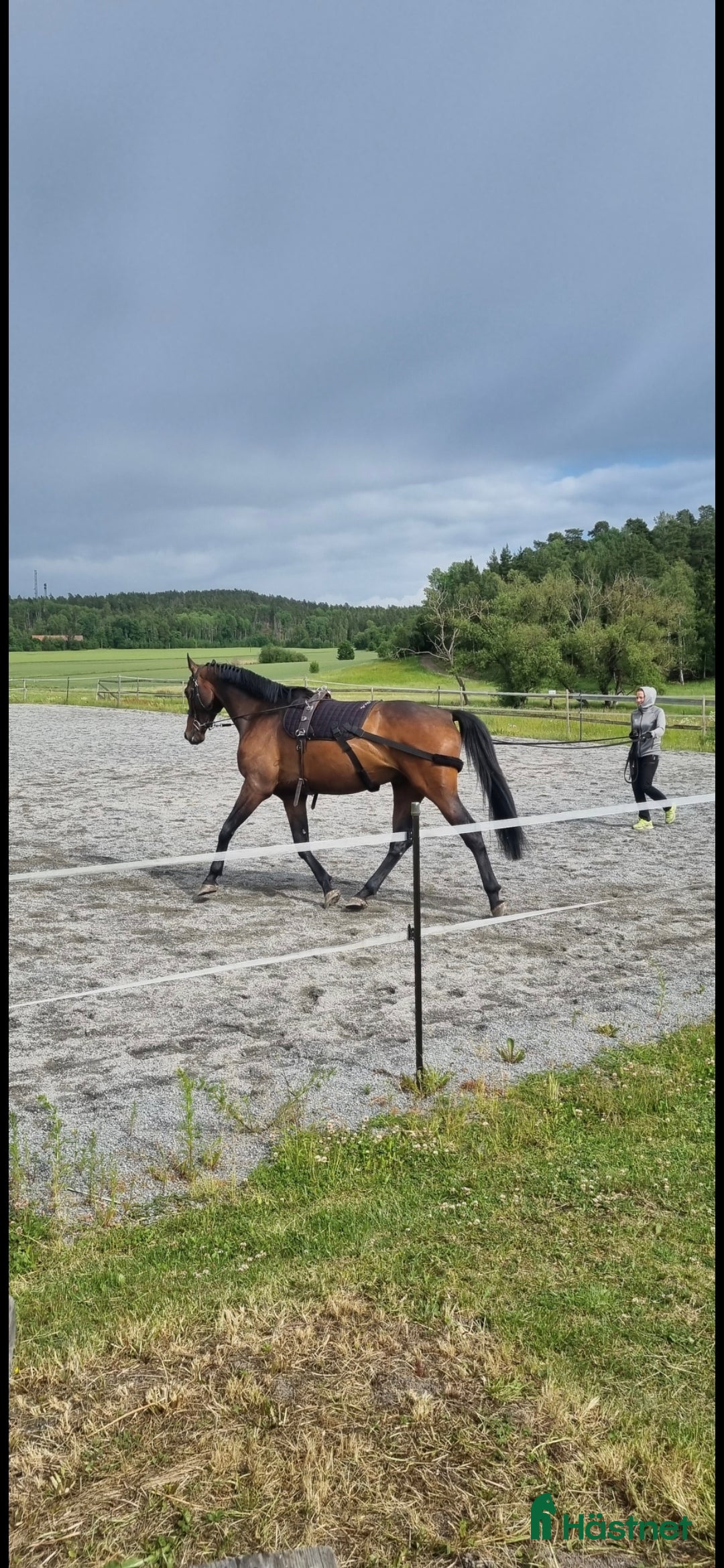 Allround hästar till salu: Grön 7 åring letar nytt kärleksfullt hem  i Kungsör - Annons 3