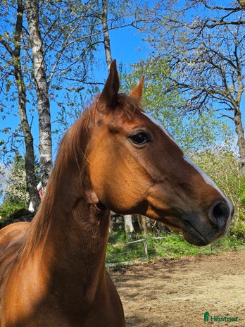 hästar Liten kille med stort hjärta i Skövde - Annons 7